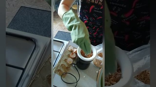 Рецепт кальцесмеси для улиток. Добавка к пище улиткам Ахатинам смотреть онлайн