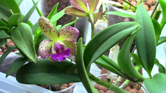 ✿✿✿Orchid Flower Blooming TIMELAPSE!✿✿✿ смотреть онлайн