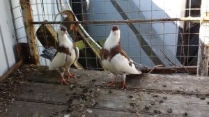 # Pigeons. Одна из самых редких пород голубей.