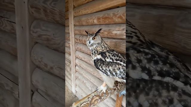 Филин Варя У-ГУ. Соколиный двор смотреть онлайн