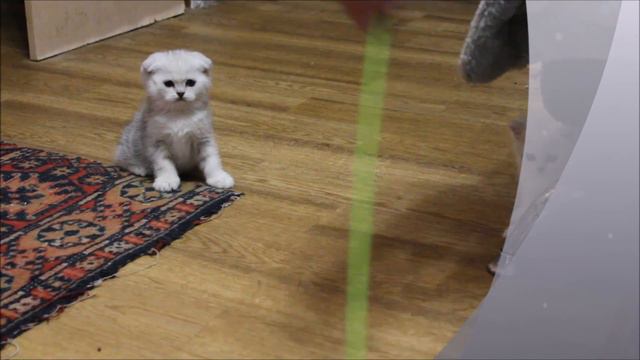 Ice Cream-Tulskaya Krasa. Скоттиш фолд. Шиншиллового окраса.