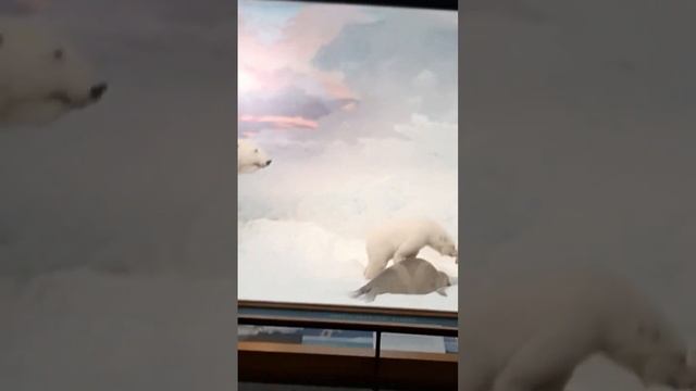 1607. Want To See A #Ghost Of Grizzly? #Museum #colorado #usa #привидение в музее?