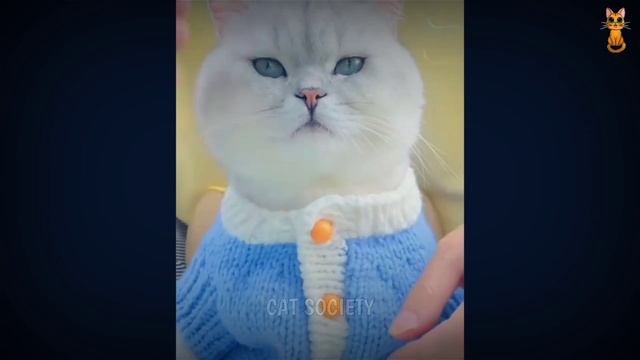Video Kucing Lucu / Mari Bersenang-senang Dengan Kucing Dan Anjing 2023