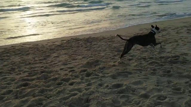 Декстер на пляже. Уиппет задилрает выжлу :-) смотреть онлайн