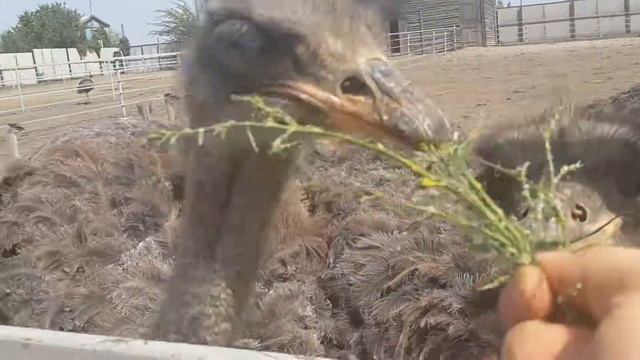 Страусиная ферма 4 кормим страусов с рук смотреть онлайн