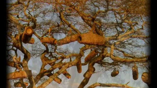 7. http://www.beejoy.ru - Гимн Апимондии (Мельбурн, Австралия) смотреть онлайн