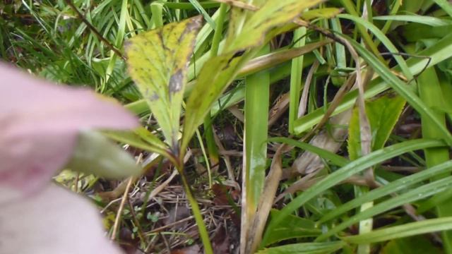 Christmas Rose - Helleborus niger - Jólarós - Vetrarblóm - Villijurt смотреть онлайн