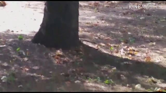 БЕЛКА В БЛИЗИ Я ВПЕРВЫЕ ЕЁ УВИДЕЛ В ЖИВУЮ смотреть онлайн