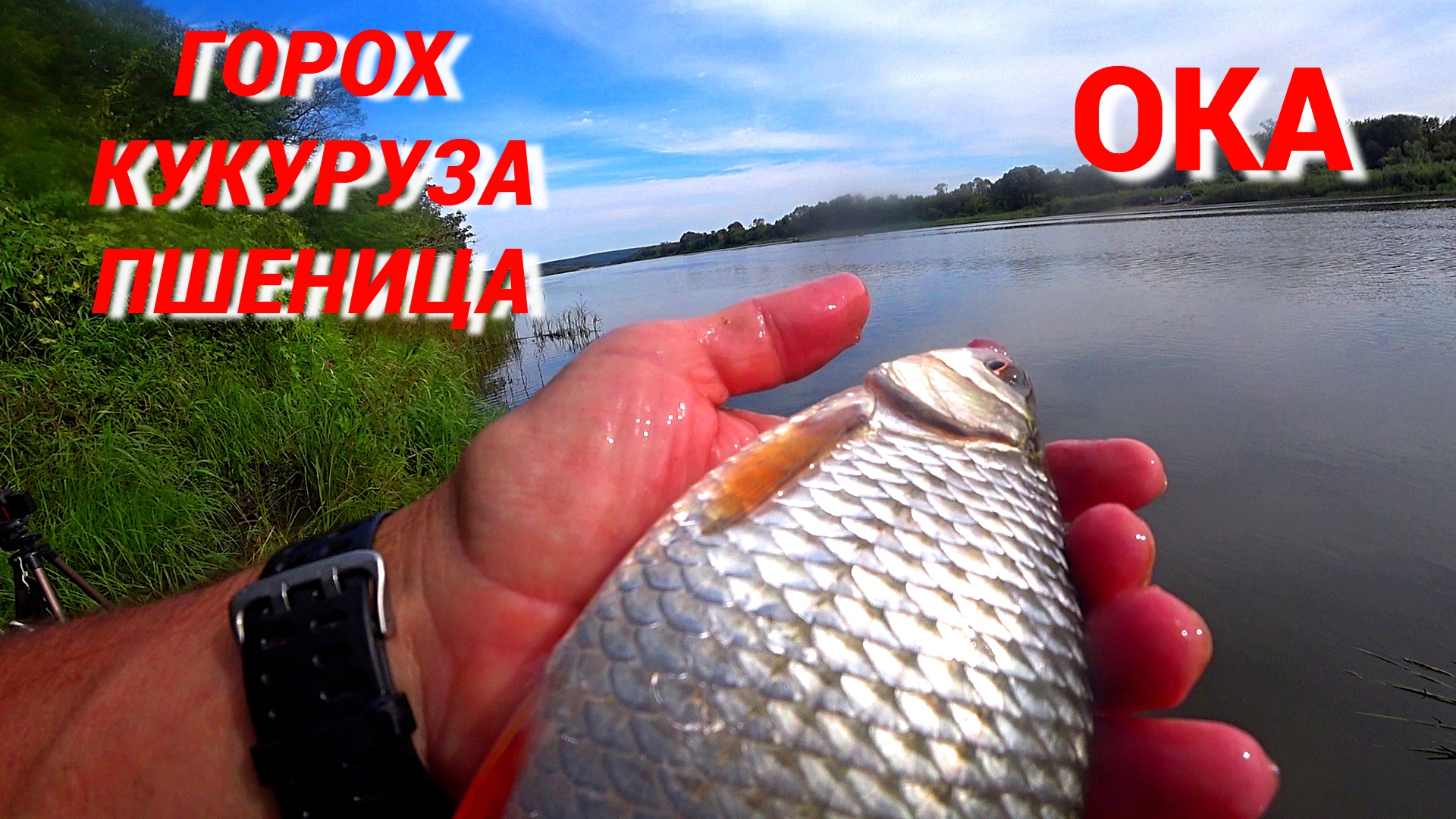 КРУПНАЯ ПЛОТВА и МОЩНЫЙ ГОЛАВЛЬ. Рыбалка на ГОРОХ, КУКУРУЗУ и ПШЕНИЦУ на ОКЕ. смотреть онлайн