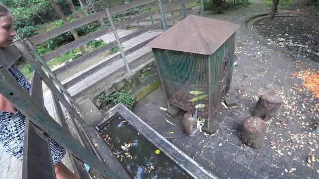 ЛЕС ОБЕЗЬЯН! ОБЕЗЬЯНЫ ПОВСЮДУ!! Милана ГЛАДИТ РЫБ! КТО ЖИВЕТ У НАС В НОМЕРЕ!!!! смотреть онлайн