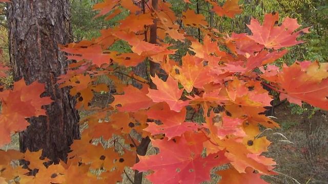 Красные листья клёна*Байки грибника* смотреть онлайн