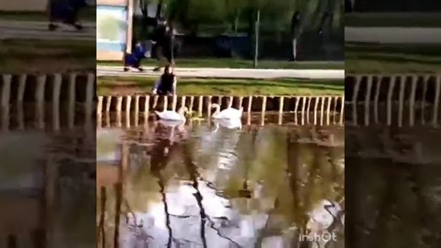 Белый лебедь на пруду смотреть онлайн