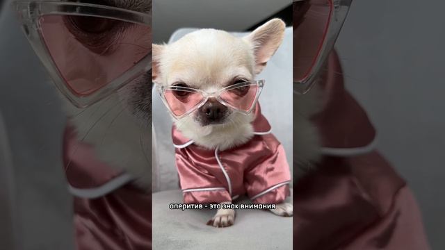 #юмор #собаки #dog #funnydog #чихуахуа смотреть онлайн