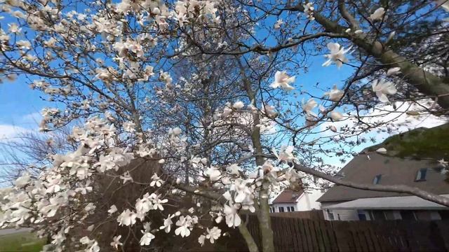 Первый день Весны в Кентукки. смотреть онлайн