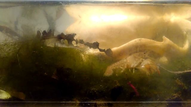 My "aquarium " смотреть онлайн