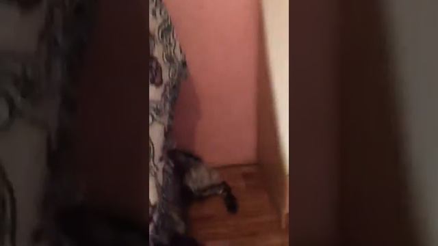 Казахстану нужен закон о защите животных! смотреть онлайн