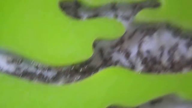 Муравей-носильщик(Messor Structor)