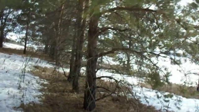 Заходим в сосновый бор