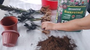 Замиокулькос ( Долларовое дерево) остуруу сырлары... Замиокулькос- все секреты выращивания