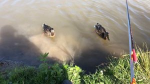 Ловля КАРПА и БЕЛОГО АМУРА на поплавочную удочку. Сложная рыбалка...