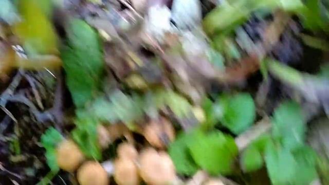 Опята пошли в Сочи. Горное Лоо 25.09.23г. смотреть онлайн