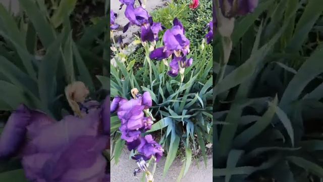 🌹УДАЧНОГО ДЕНЕЧКА! Я ЖЕЛАЮ СЧАСТЬЯ ВАМ💃 смотреть онлайн