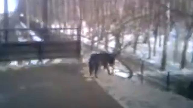 собака весёлая, московская обыкновенная смотреть онлайн
