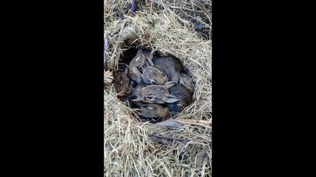 ПЕСЕНКА ЗАЙКА серенький сидит смотреть онлайн