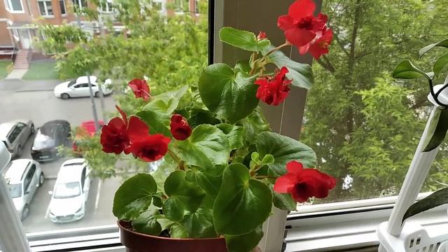 Бегония вечноцветущая красная махровая смотреть онлайн