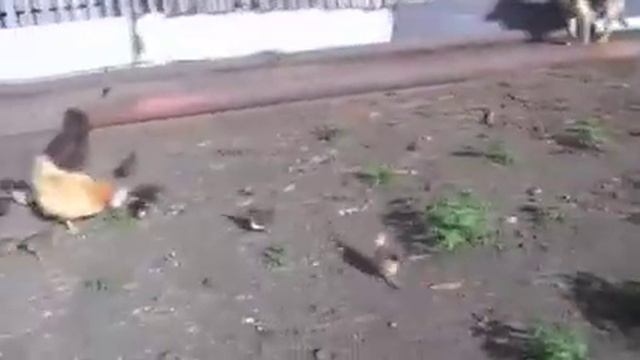 Цыплят по осени считают👍2010 год, в гостях у родных, Казахстан. #цыплята #курицы #корм #лето смотреть онлайн