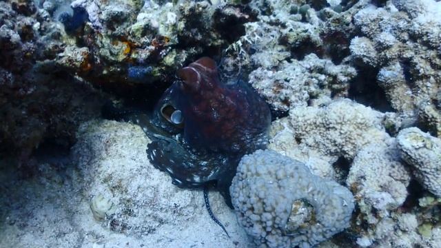 Охота осьминога и каракатицы. Электрический скат. Рыба гитара смотреть онлайн