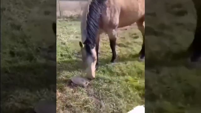 собака и лошадь испугались черепахи смотреть онлайн