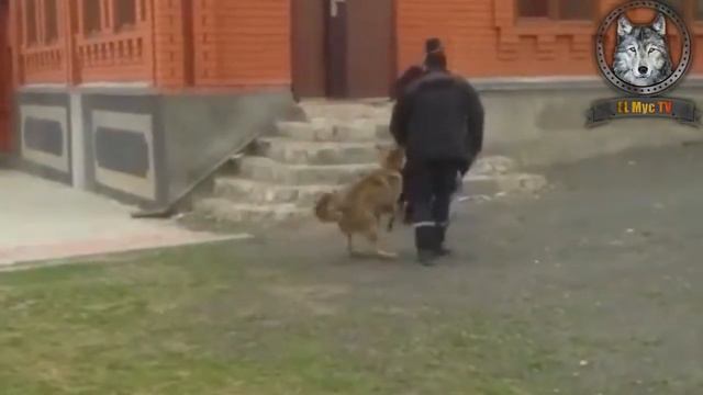 Бесстрашный ЧЕЧЕНЕЦ и злой Волк смотреть онлайн