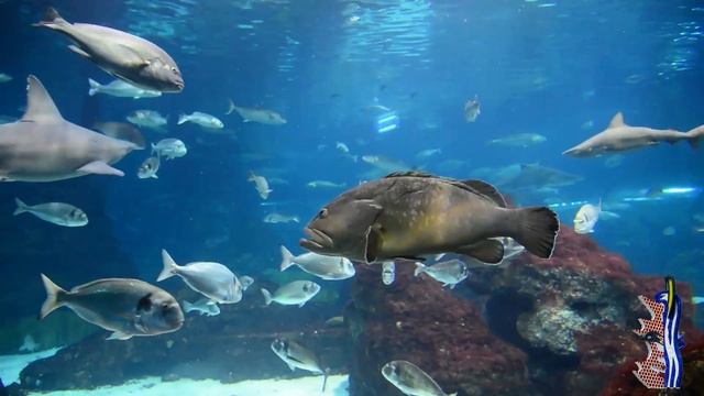 Аквариум Барселоны смотреть онлайн