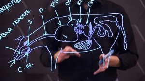 Пищеварительная система животных. 8 класс.