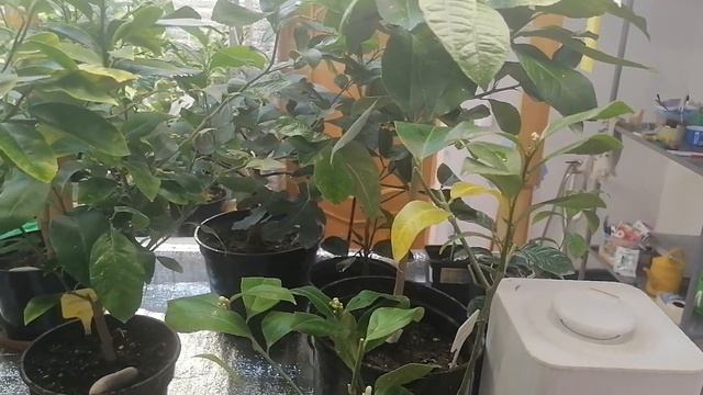 Поболтаем? Классный сорт - лимон Мейера! смотреть онлайн