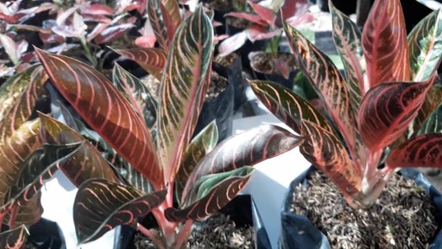 AGLONEMA PRIDE OF SUMATRA смотреть онлайн