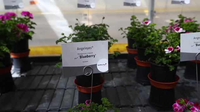 Pelargonium Grandiflorum assortment 2020/2021 смотреть онлайн