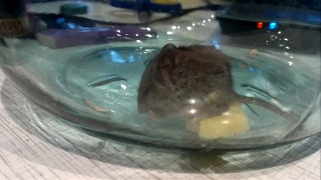 ШОК! Ученые обнаружили неизвестное науке опасное существо, вызывающее страх и ужас! смотреть онлайн