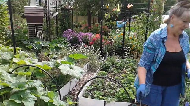 Черника  садовая ,голубика  улучшаем почву   для обильных урожаев.