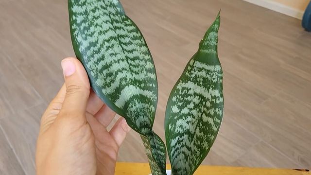 Сансевиерия. Обзор новых сансевиерий в коллекции (20+) Sansevieria. смотреть онлайн