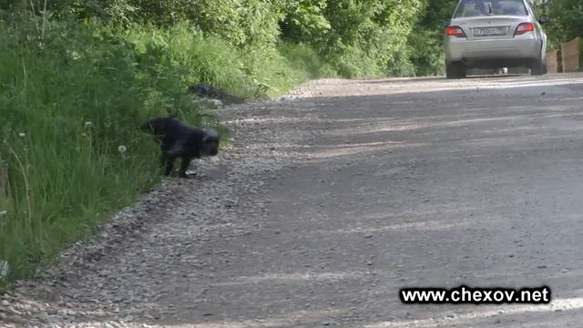 Дороги в Чехове 2: улица Центральная смотреть онлайн