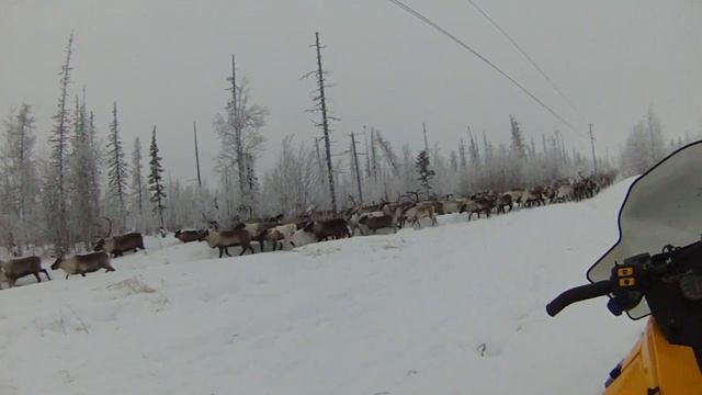 Каслание северного оленя смотреть онлайн