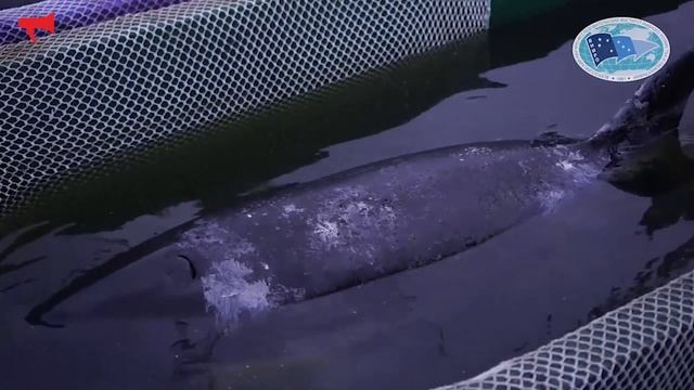 Видео перевозки и выпуска первой партии косаток и белух из "китовой тюрьмы" в море смотреть онлайн