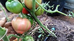 Томат Мишка косолапый розовый.