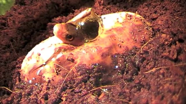 papuan taipan (oxyuranus scutellatus canni) hatching смотреть онлайн