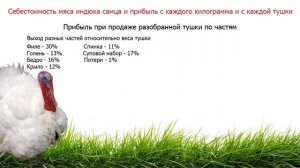 Разведение индюков как бизнес. Выгодно, или нет? Бизнес-план.