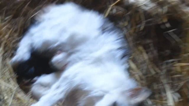 Роды кошки (Результат)//Births Cat...!!!!..)))).....