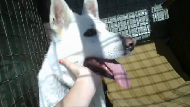Aria Gloria Villosa (White Swiss Shepherd) and Čenda (Jack Russel Terier) смотреть онлайн