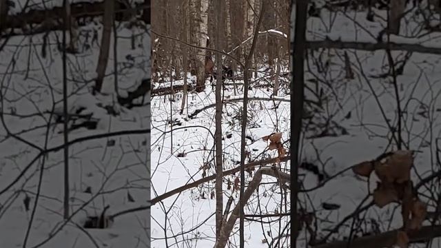 Работа русско-европейской лайки по лосю смотреть онлайн